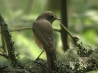 Common Redstart - Phoenicurus phoenicurus