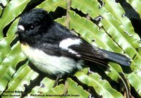 Tomtit - Petroica macrocephala