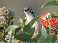 Striped Honeyeater - Plectorhyncha lanceolata