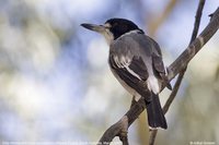 Gray Butcherbird - Cracticus torquatus