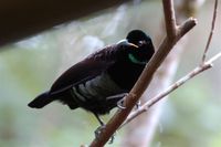 Victoria's Riflebird - Ptiloris victoriae