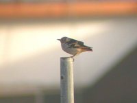 Daurian Starling - Sturnia sturnina