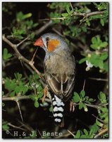 Zebra Finch - Taeniopygia guttata