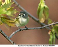 Blue-headed Vireo - Vireo solitarius