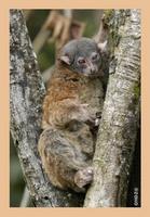 Wright's Sportive Lemur (Lepilemur wrighti)