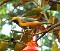 * Rufous Crowned Tanager