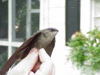 Chimney Swift (2) at Primrose Lane (5-24-00)-1.jpg