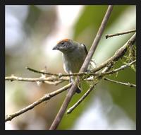 Scrub Tanager