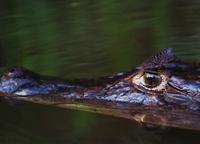 Caiman close-up  