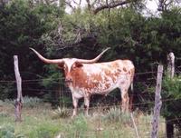 A spotted Texas longhorn near Hamilton, Texas
