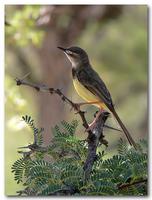 Black-chested Prinia