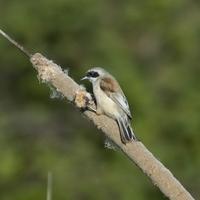 Penduline Tit - Remiz pendulinus