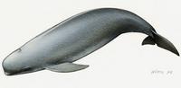 Neophocaena phocaenoides, Finless porpoise