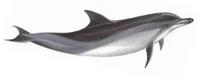 Clymene dolphin