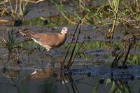 Red Turtle Dove, female 紅鳩