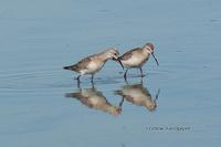 Curlew Sandpipers