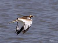 Pheasant-Tailed Jacana (non-breeding plumage)