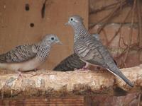 Peaceful Dove geopelia placida