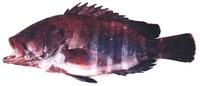 능성어 Epinephelus septemfasciatus (Thunberg)