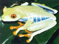 : Agalychnis callidryas