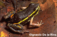 : Ameerega picta; Spot-legged Poison Frog