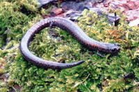 : Batrachoseps attenuatus; California Slender Salamander