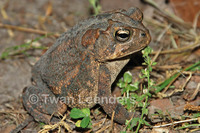 : Bufo terrestris; Southern Toad