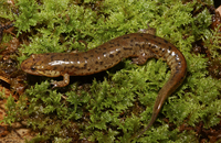 : Desmognathus planiceps; Flat-headed Salamander