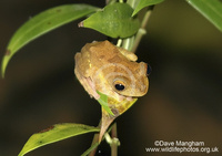 : Rhacophorus pardalis; Gliding Tree Frog