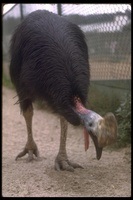 : Casuarius casuarius; Southern Cassowary