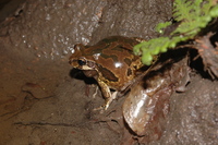 : Smilisca sordida