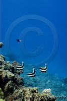 : Heniochus chrysostomus; Dusky Bannerfish;