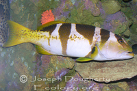 : Plectropomus laevis; Blacksaddled Coralgrouper