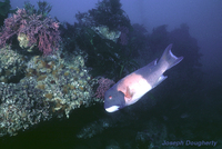 : Semicossyphus pulcher; Sheepshead Wrasse