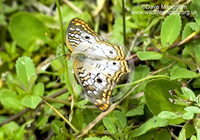 : Anartia jatrophae; White Peacock Butterfly