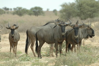 : Connochaetes taurinus taurinus; Blue Wildebeest