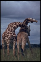 : Giraffa camelopardalis tippelskirchi; Masai Giraffe