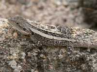 : Amphibolurus muricatus; Jacky Lizard