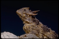 : Phrynosoma coronatum blainvillii; San Diego Horned Lizard