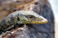 : Varanus olivaceus; Grays Monitor