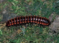 : Montaphe elrodi; Flat-backed Millipede