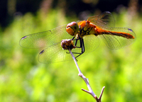 : Sympetrum sanguineum