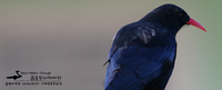 붉은부리까마귀 / Red-billed Chough | 까마귀과