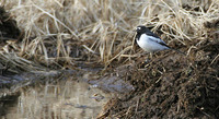 Japanese Wagtail Motacilla grandis