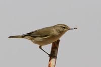 Chiffchaff