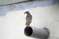 붉은부리찌르레기(가칭)(Sturnus sericeus Red-billed Starling)