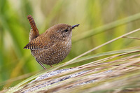 Winter Wren