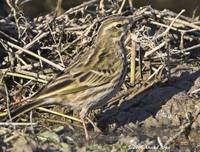 Rosy Pipit » Anthus roseatus