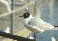 Common Black-headed Gulls are seen during FONT Japan Tours