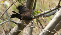 Fig. 4. Blackbird : 대륙검은지빠귀